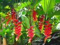 HELICONIA rostrata.  1-1.5m
